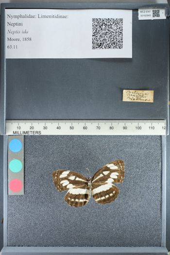 Media type: image;   Entomology 162943